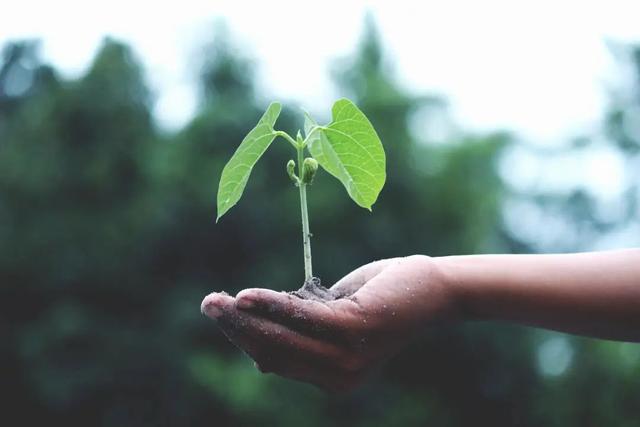 促活、拉新两不误！培训学校植树节线上招生活动方案